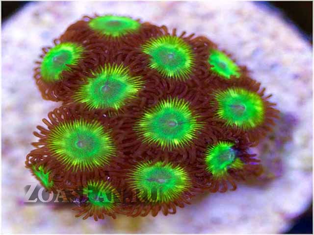 Chameleon Twist